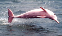 River Dolphin