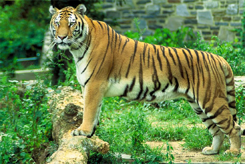 Tiger India National Animal